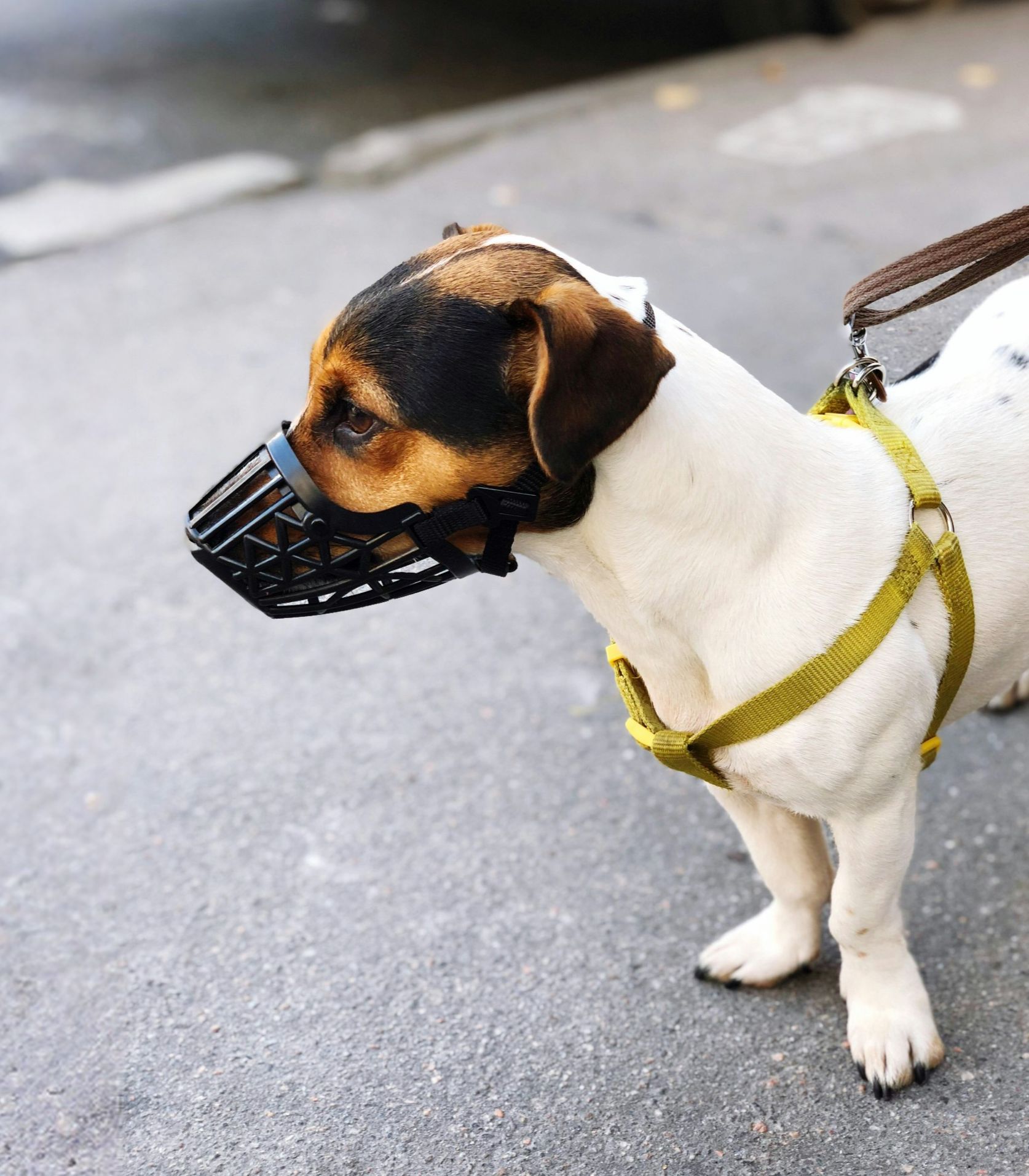 Petit chien Jack Russell blanc brun noir avec muselière debout