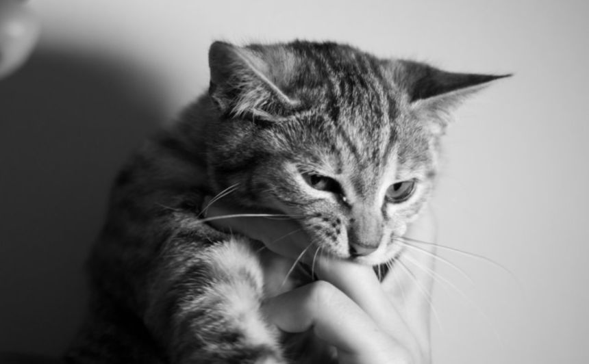  Mon chat me mord ou me mordille ! 