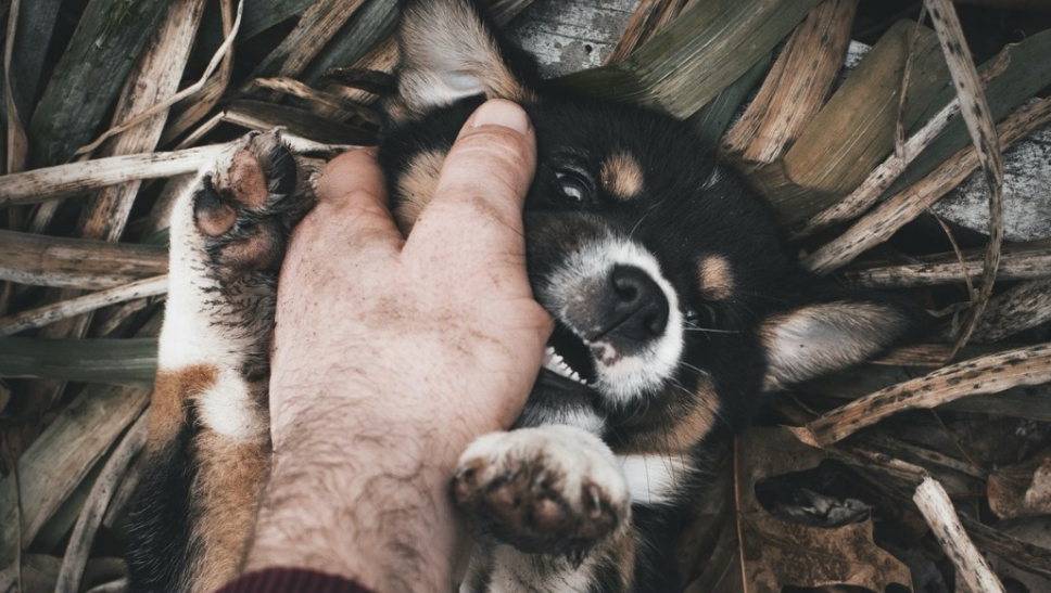  Mon chiot me mord ou mordille ! 