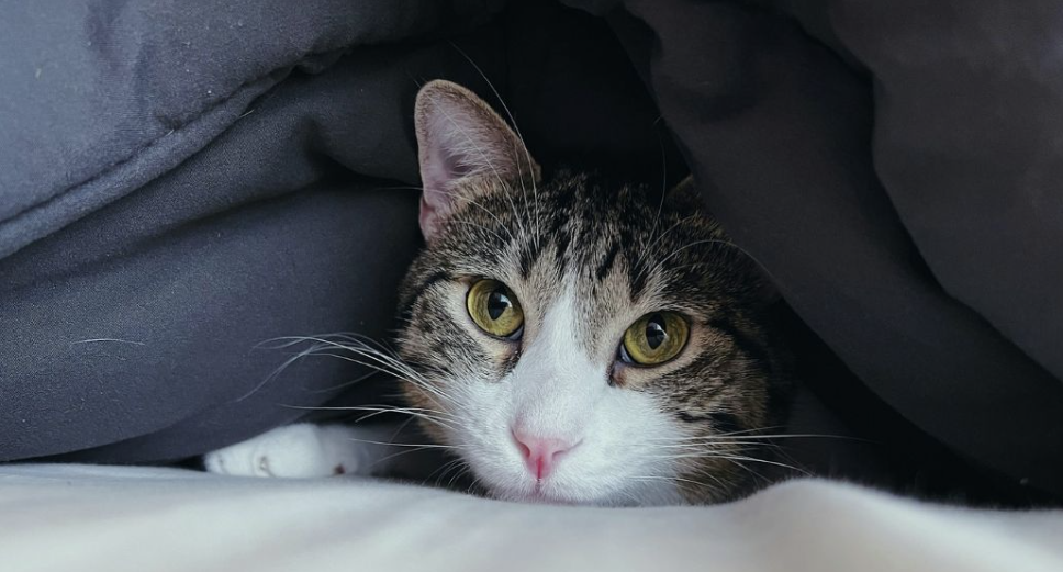 Mon chat adulte fait pipi dans mon lit ! 