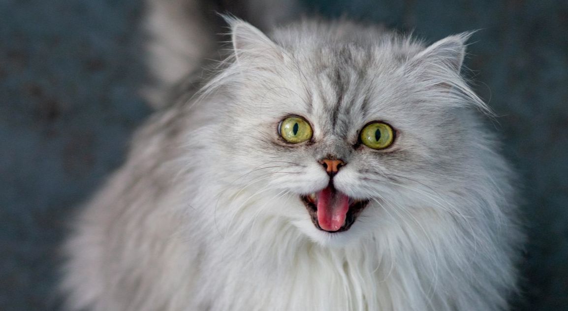  Mon chat miaule tout le temps ! 