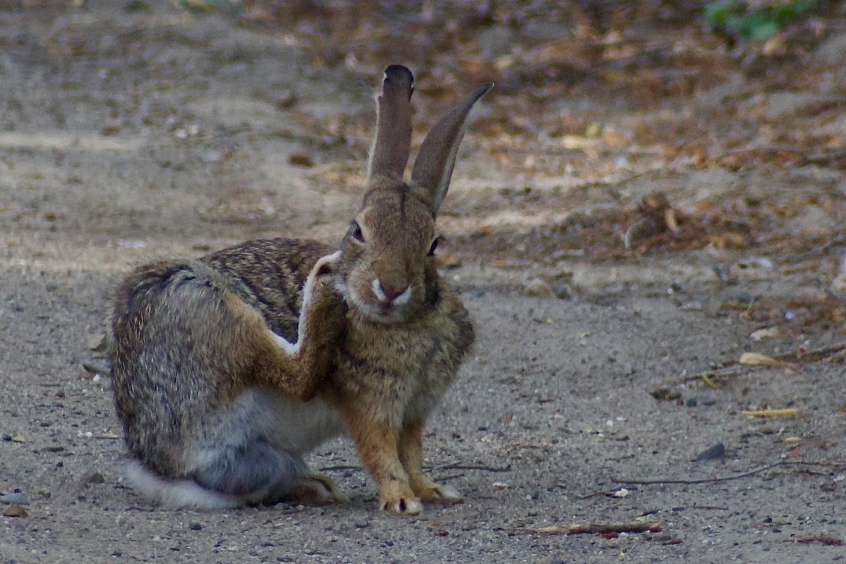 Mon lapin tape du pied (même la nuit) !