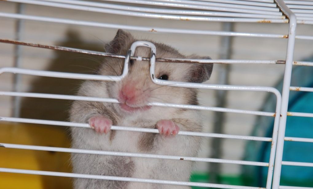  Mon hamster ronge les barreaux de sa cage ! 