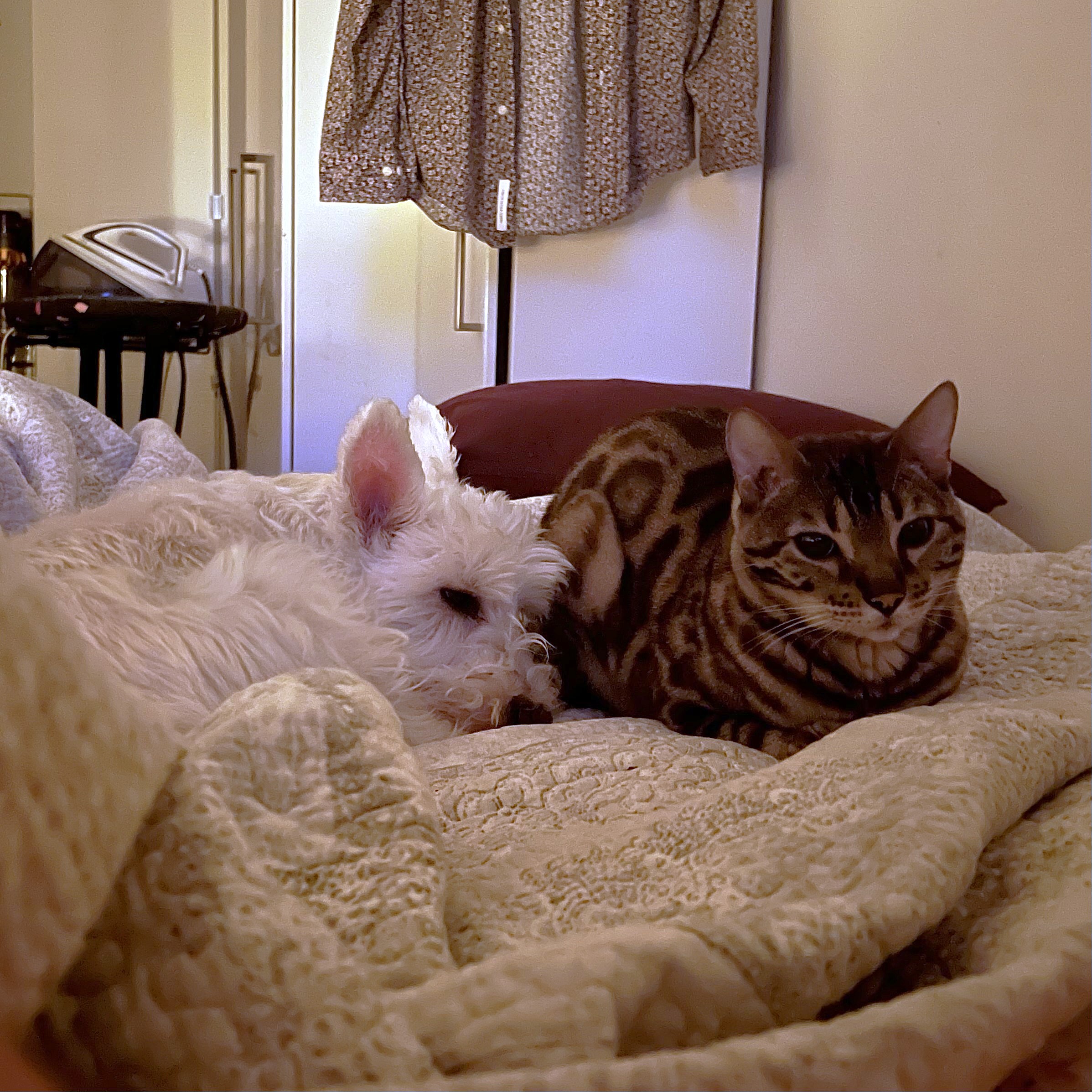 Moyen chat bengal tacheté et moyen chien terrier écossais blanc couchés dans lit