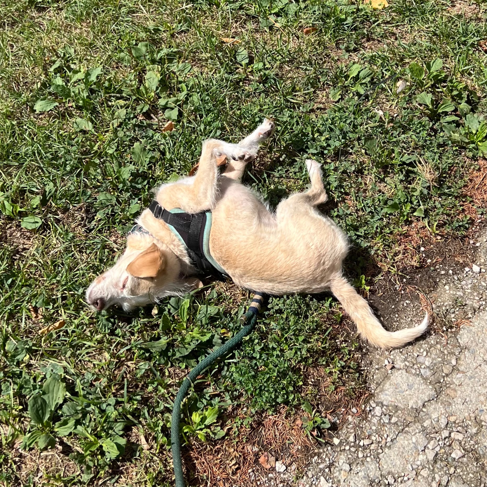 Petit chien clair beige jaune couché dans l'herbe