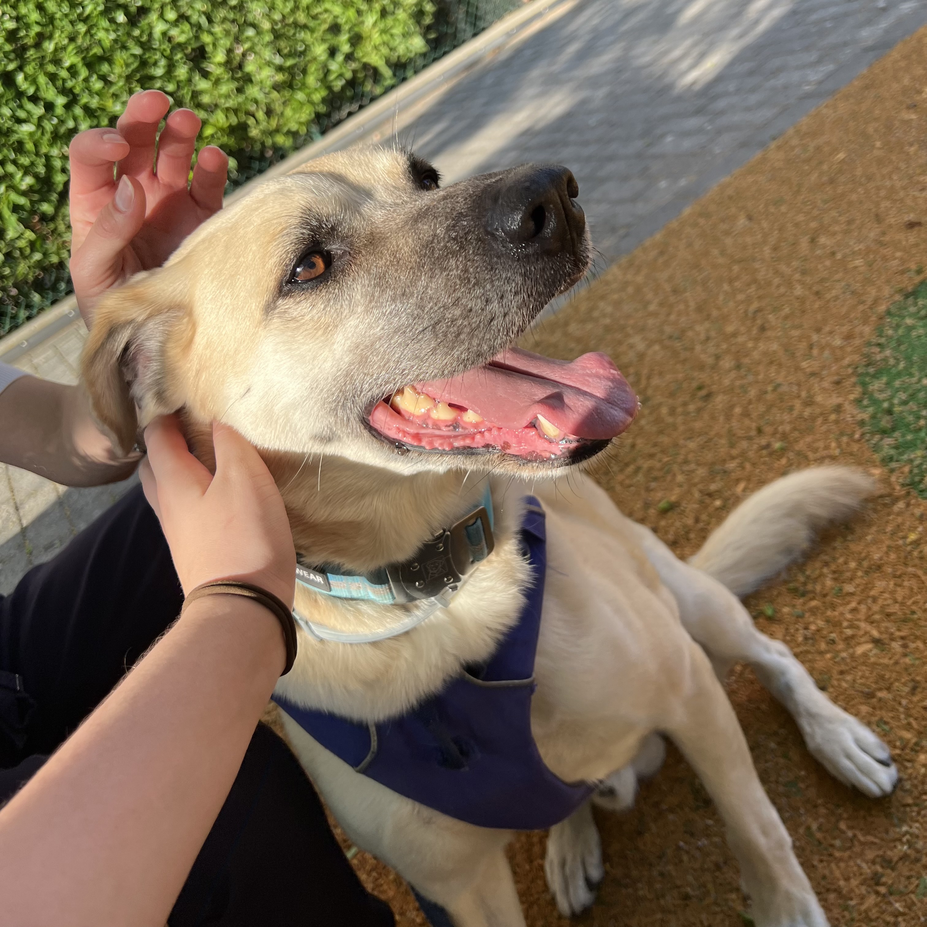 Grand chien mix labrador clair beige jaune sourit et se fait caresser