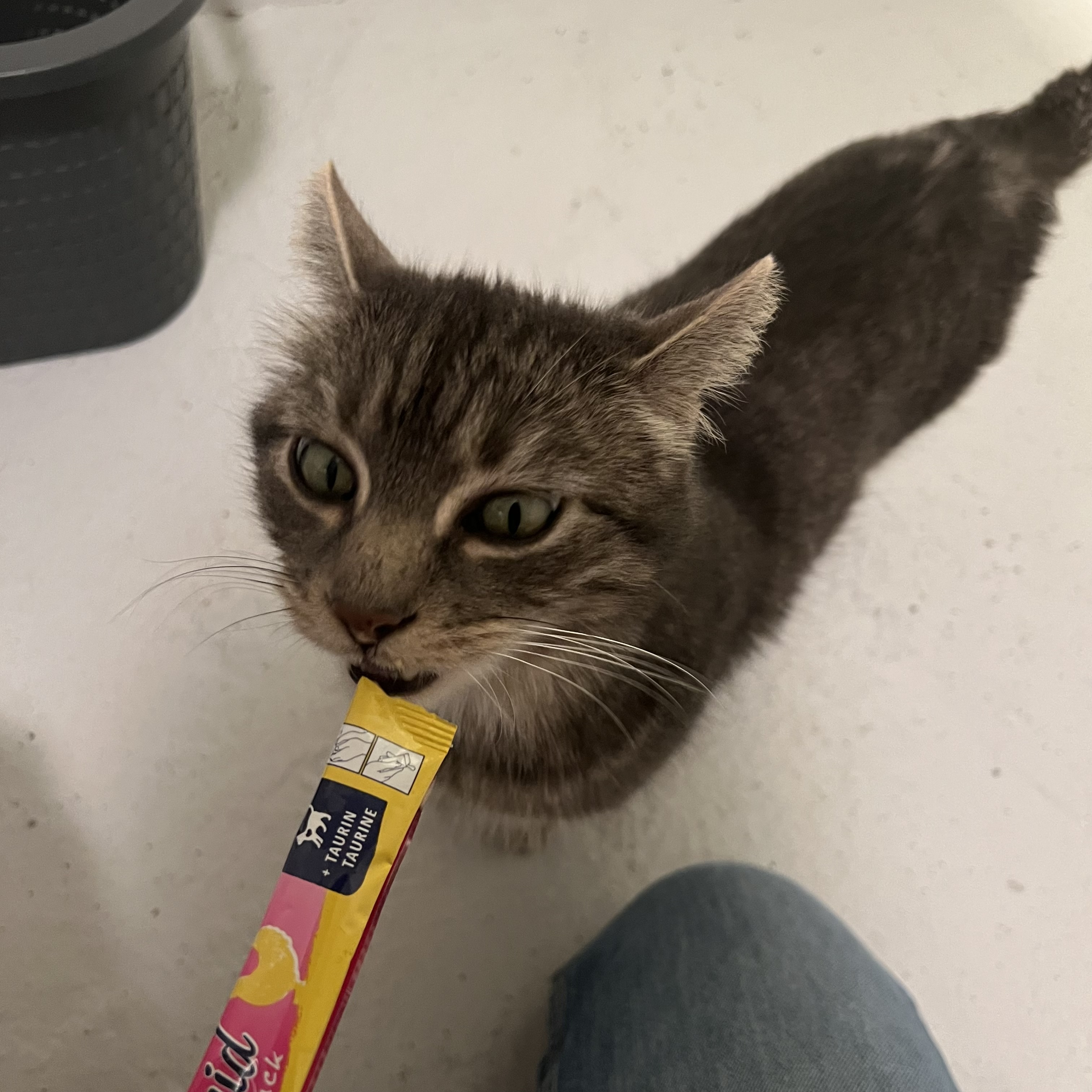 Moyen chat brun yeux verts debout mange une friandise