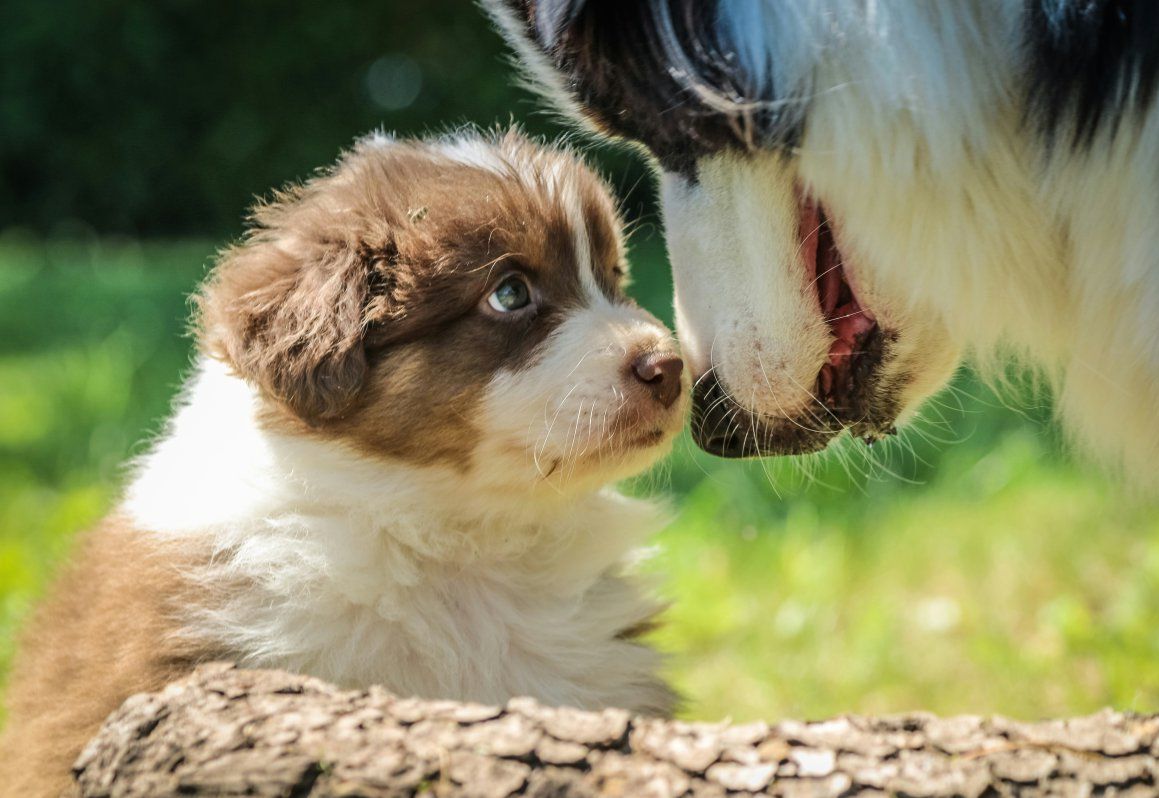 Petit chiot border collie brun blanc regarde adulte border collie noir blanc