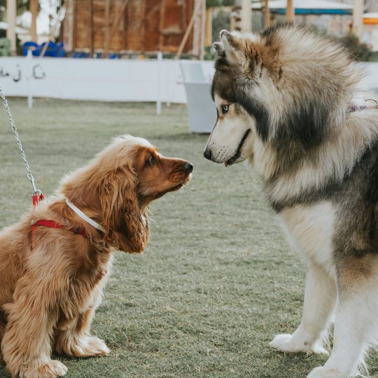 Moyen chien cocker spaniel brun regarde renifle grand husky malamute