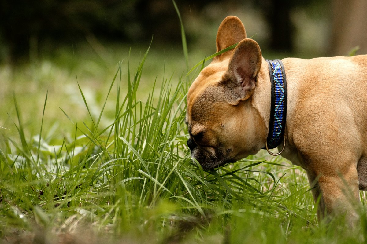 Mon chien mange de l'herbe !