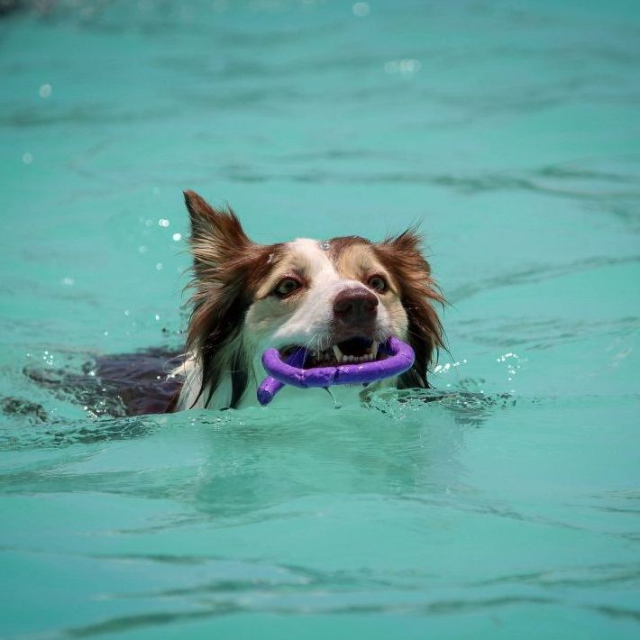 grand chien mix collie brun blanc nage dans eau ou piscine agility sport canin